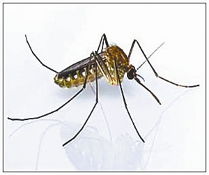 蚊蝇出没请注意|蚊虫|蚊子_凤凰资讯