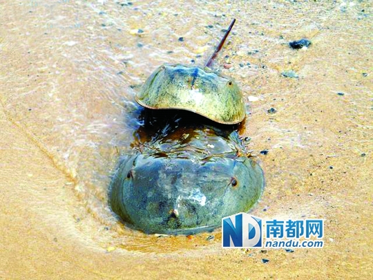 海洋活化石中国鲎 市场很常见|海洋渔业|南海