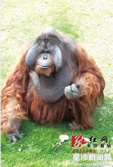 昨日，长沙生态动物园,南京来的红宝与毛毛大婚。红宝正在单独适应新家，夫妻俩还要再忍耐几天，待时机成熟才能正式洞房花烛。 黄琳玲 供图