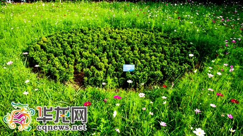 中间的就是雀舌黄杨。 通讯员 谭宏民 摄