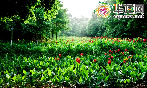 13个园区中的美人蕉谷园区。 通讯员 谭宏民 摄