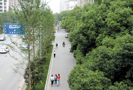 　　芙蓉路上高大的樟树和银杏等树种错落有致，层次分明。