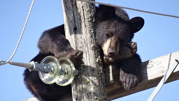 图为在电线杆上酣睡的黑熊
