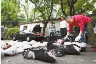 (2013年4月16日,省森林公安局民警展示缴获的熊掌、穿山甲等赃物。(资料图片))