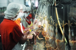 江丰家禽加工厂内,工人正在车间里对鸡只进行加工。(资料图片) 信息时报记者 叶伟报 摄