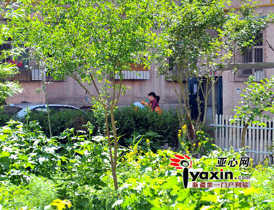 乌鲁木齐市正新花苑居民自建门前绿地|小区|物