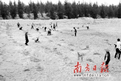 电白在沿海沙滩造林。（除署名外）本版图片均由电白林业局提供