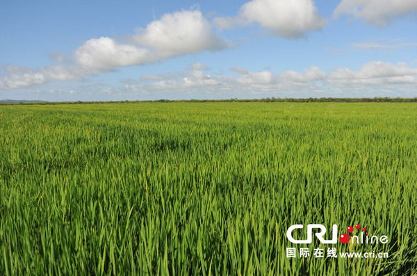 中国公司打造莫桑比克最大农场 带动当地农业