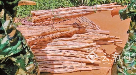 以往烧的火把基本都是由松木制成（供图）