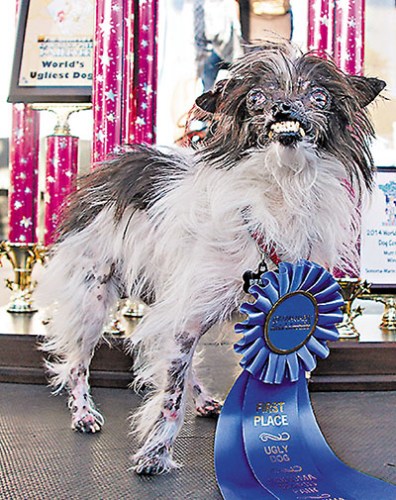 全球最丑狗比赛冠军出炉 外表丑陋性格活泼(图)