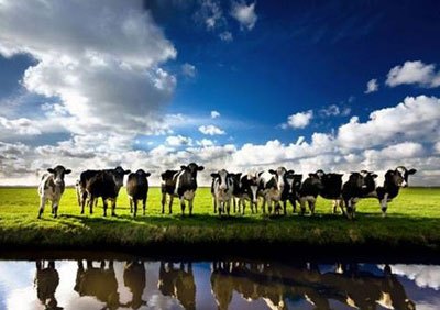 新西兰乳品拍卖价打破跌势 经济学家预测奶价