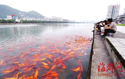 桐山溪有十几万条鲤鱼,人们闲坐河畔观赏喂鱼