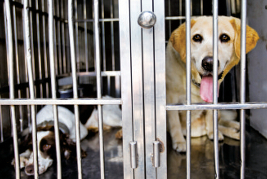 分别叫“ANGLE”（天使）和“旺仔”的两只缉毒犬，很受欢迎。本报记者 丁明 摄