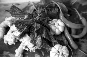 紫苏,生姜,大蒜,辣椒,湖湘“口味”的四大金刚。