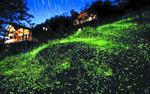 视频夜萤火虫慢慢飞|萤火虫|夏日灰国王景区图片