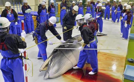 图片说明：今年4月26日，四艘日本捕鲸船在宫城县石卷市附近海域开展了一天的捕鲸行动，图为研究人员正在检查当天捕获的一头小须鲸。
