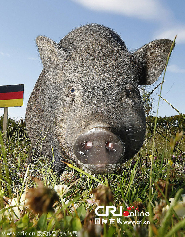 德国迷你猪神预测世界杯焦点战 选择德国力助