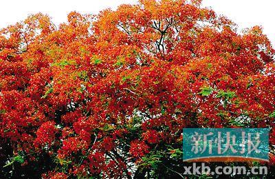 凤凰木