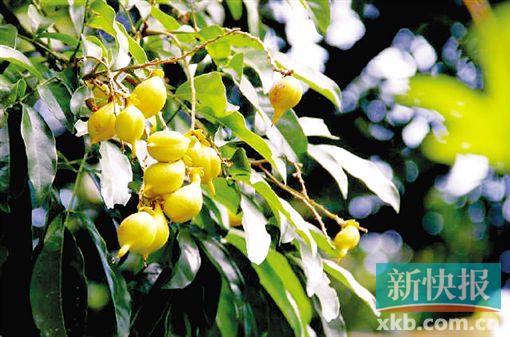 海南红豆