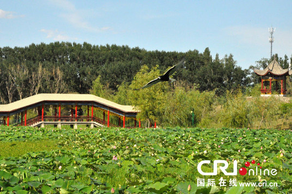 白鹭、杜鹃和猫头鹰等鸟类在此地栖息和迁徙