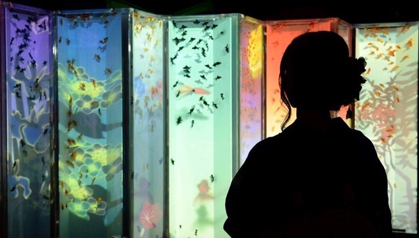 东京举办金鱼艺术展 炫美灯光演绎别致风情(高