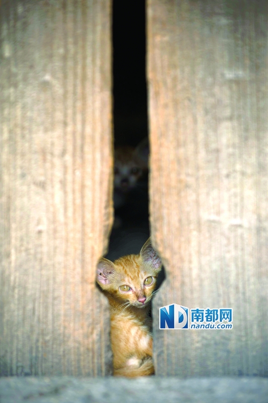 ●一栋无人居住的老房子里生活着几只野猫，附近的租客会不时给它们送上食物。