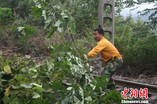 南宁铁路局职工正在清理危树铁宣传摄