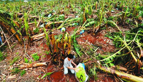 台风“威马逊”重创澄迈农业|海南|绝收_凤凰财经