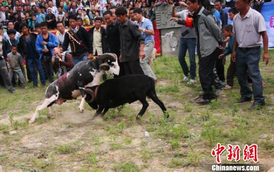 西昌凉山彝族火把节举办斗牛斗羊比赛