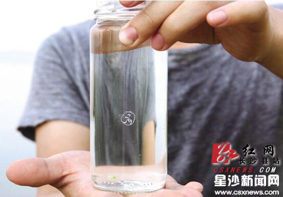 松雅湖管理局的工作人员展示在松雅湖捕捞到的桃花水母。曾诗怡 摄