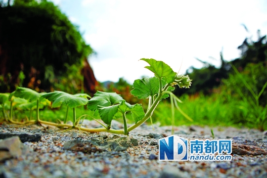 博罗西金选址人烟稀少,但靠近金龙大道。