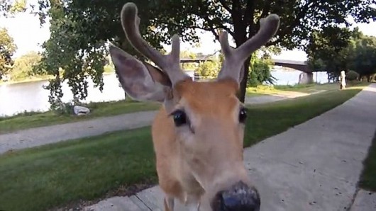 发现自己被偷拍,小鹿大胆向摄影师走过来。