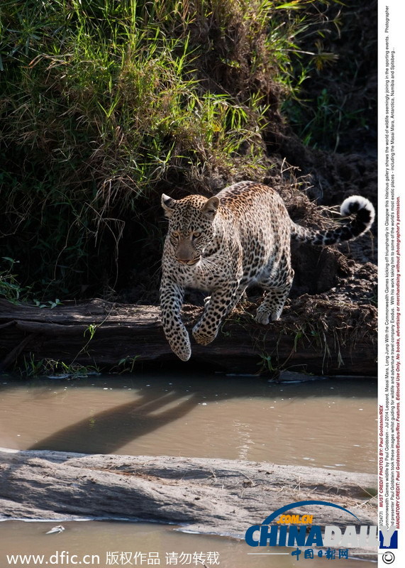 金钱豹水上跳远。（图片来源：东方IC）