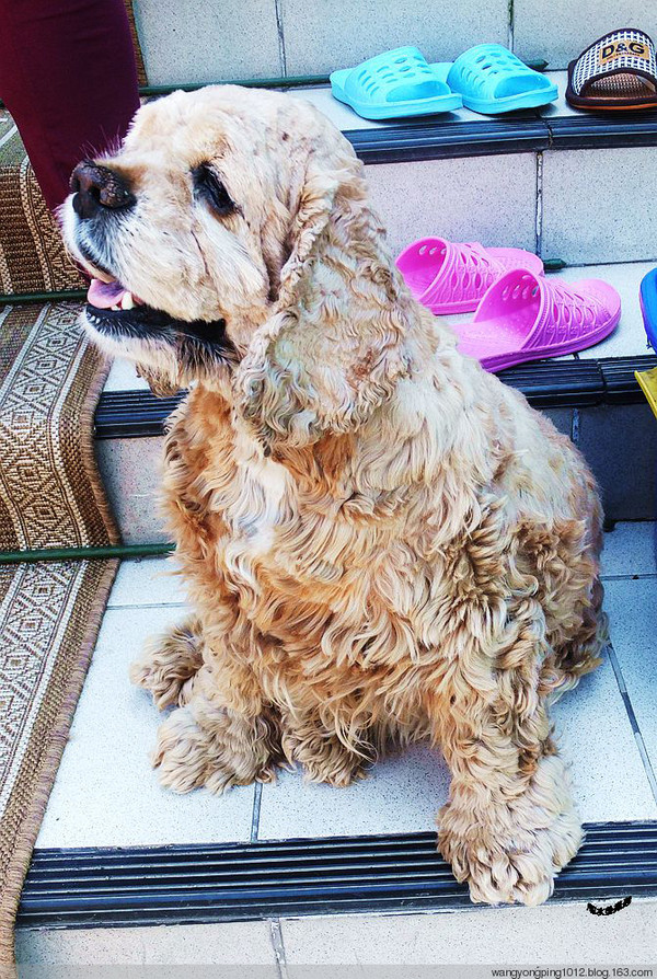 【原创摄影】做客俄罗斯老大妈家--海水鱼的博