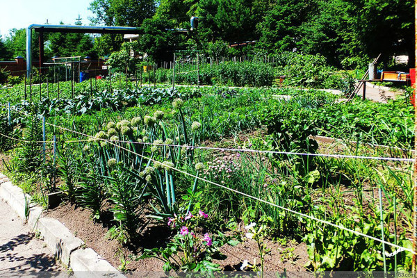 【原创摄影】做客俄罗斯老大妈家--海水鱼的博