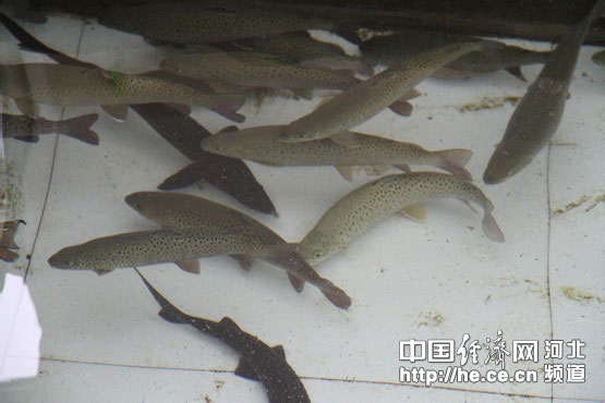 承德平泉\冷水鱼-漂流\特色产业链助推经济发