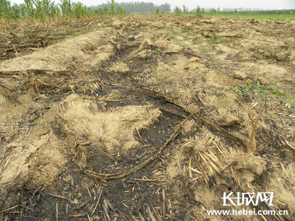 　　玉米田被烧毁后残留的焦黑物质。孟捷摄