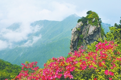 商城映山红曾宪忠摄影