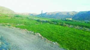 张德泰曾经退耕还林的林地,如今又变成大片麦田。