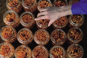 *ST贤成退市边缘抓住救命稻草 虫草企业青海