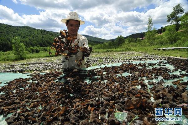 8月5日，在黑龙江省林口林业局奋斗林场，林区职工侯月江在晾晒地栽黑木耳。新华社发（张春祥 摄）