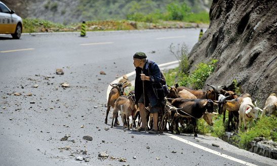 昭巧公路上，放羊的老爷爷。