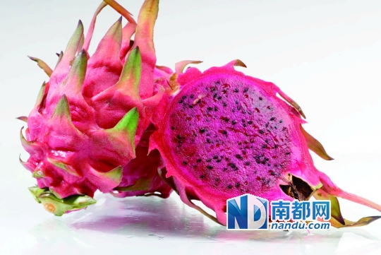 红肉火龙果熟了 去坑梓摘果寻乐吧|火龙果|糖分