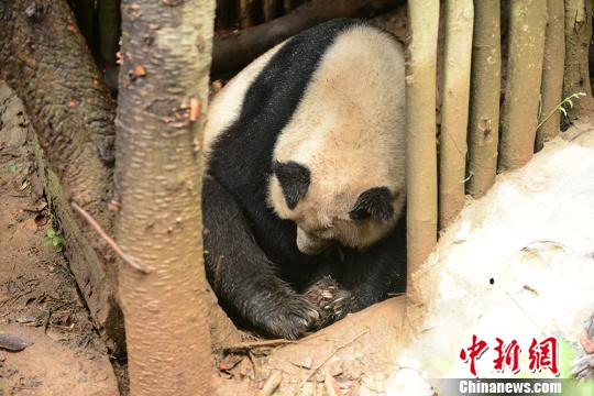大熊猫“优优”叼起幼仔。 赵燕 摄