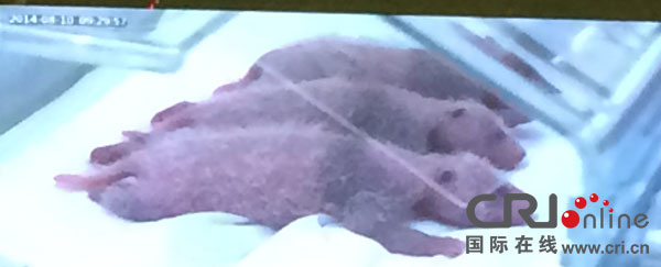 发布会现场展示的大熊猫三胞胎视频