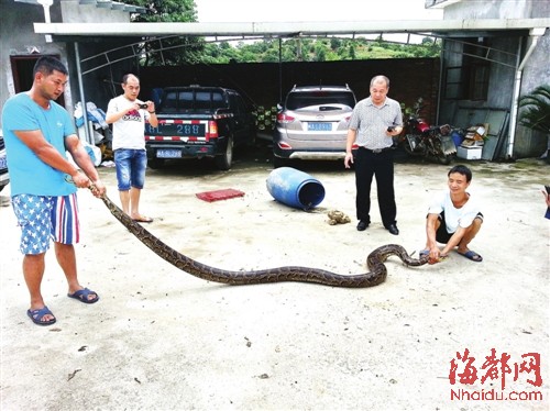 小罗将蛇从桶里放出，帮忙测量长度