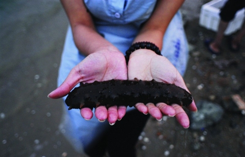 乱象丛生,什么样的海参才是好海参?|海参|饲料