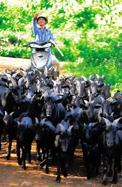 小羊倌的大梦想