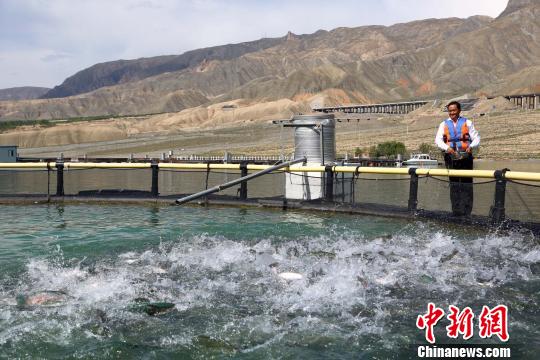 青海化隆建成黄河上游最大规模三文鱼养殖场|