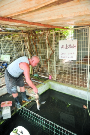 钮联章的"外来物种饲养池"里,养了不少鳄龟.